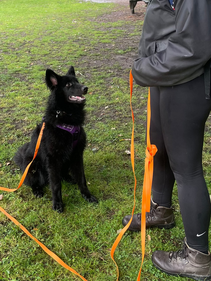 Recall & Loose Lead Training