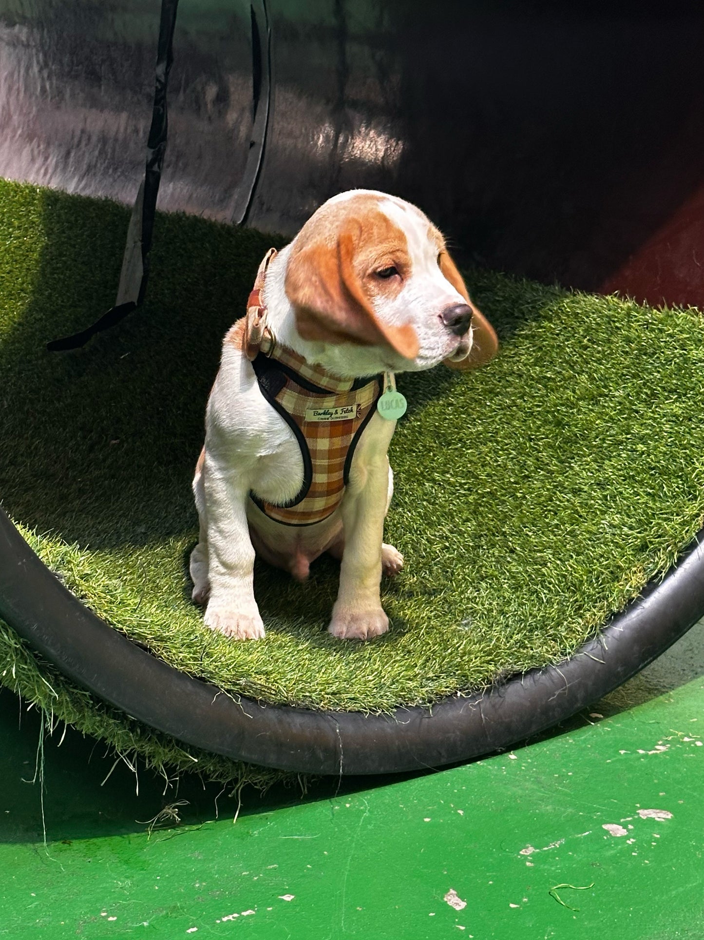 Puppy Group Play Saturdays 9am