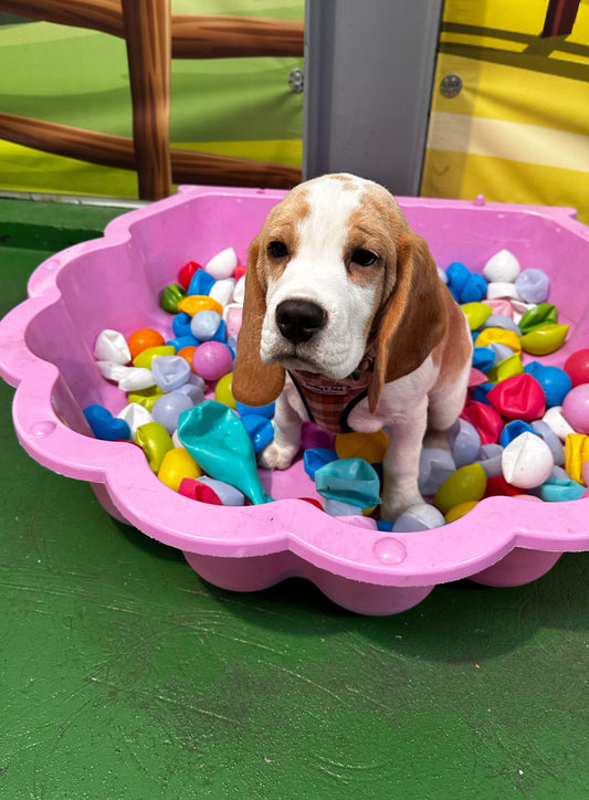Puppy Group Play Saturdays 9am