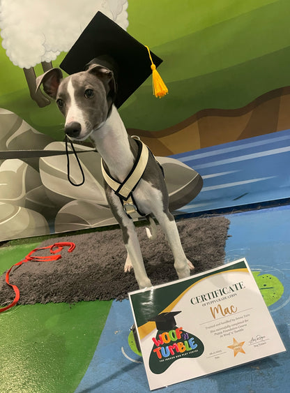 Puppy Training 5 Week September Course @4.30pm