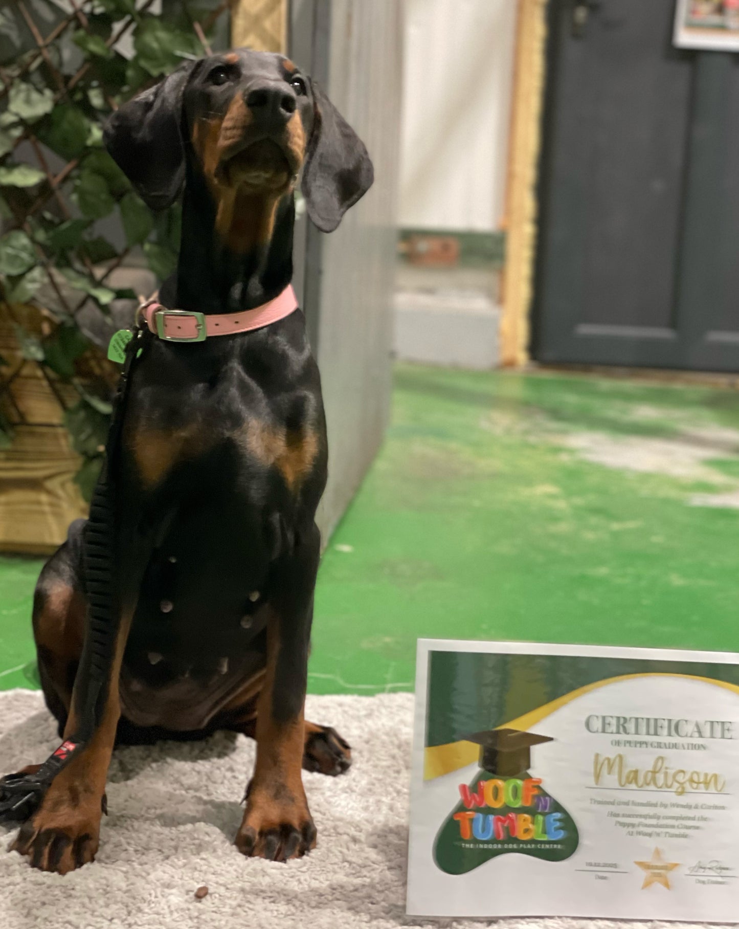 Puppy Training 5 Week September Course @4.30pm