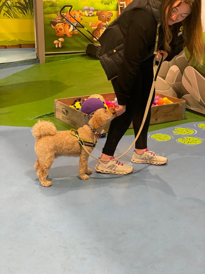 Dog Training Club