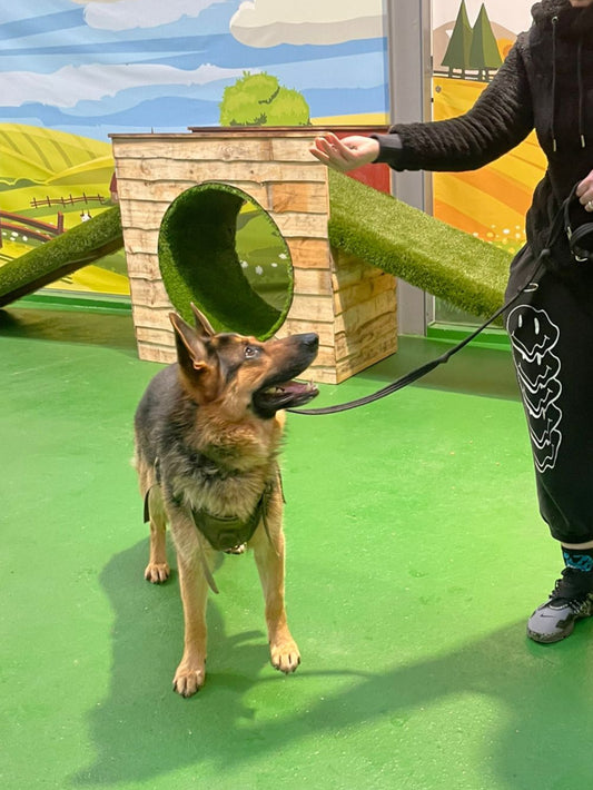 Puppy & Adults - Life Skill Class