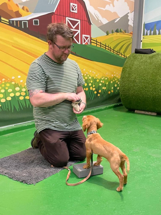 Junior Puppy Training