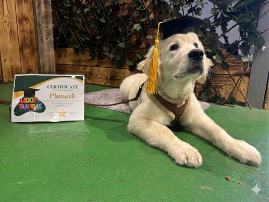 Puppy Training 5 Week Course