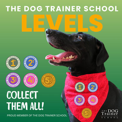 Dog Training Club