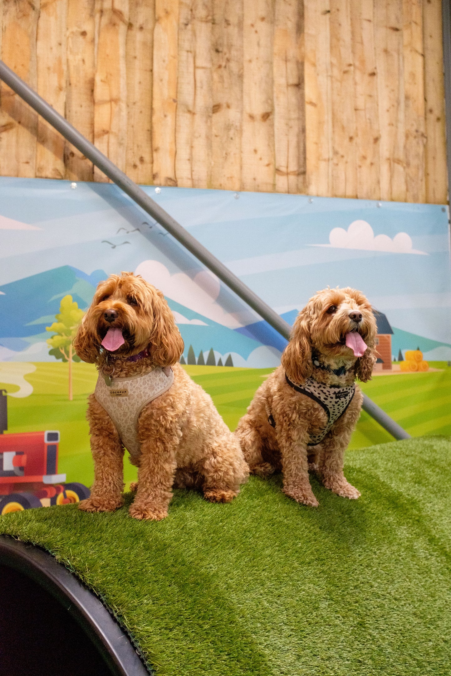 Puppy Confidence Class