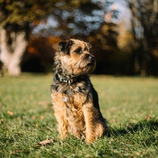 Breed Play for Border Terriers & Jack Russells (Saturday 21 June 2-3pm)