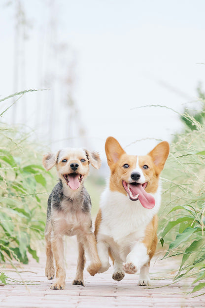 Book Junior Puppy Training