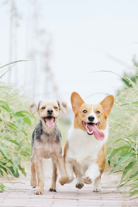 Book Junior Puppy Training