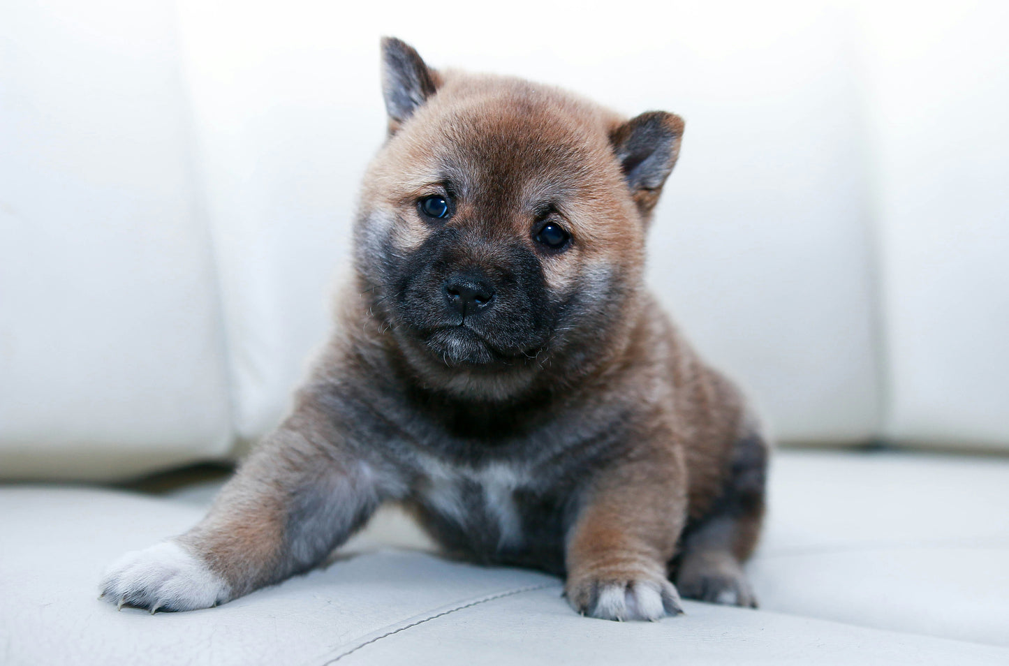 Book Puppy Training 5 Week Course