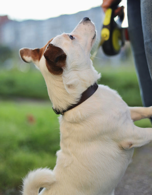 Book Teens/Adolescence Dog Training