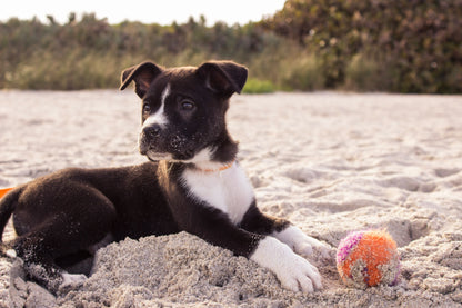 Book Puppy Training 5 Week Course