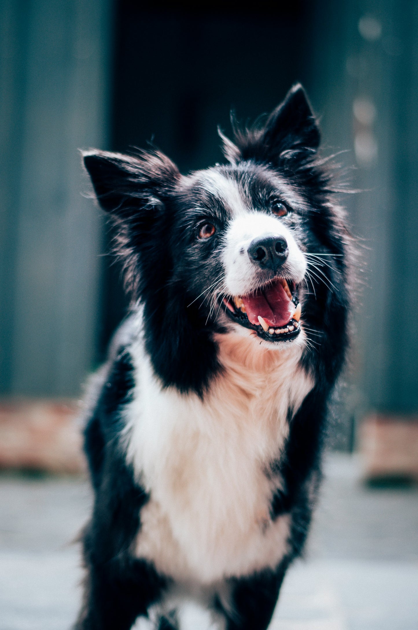 Book Junior Puppy Training