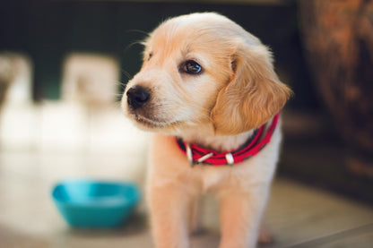 Book Puppy Training 5 Week Course