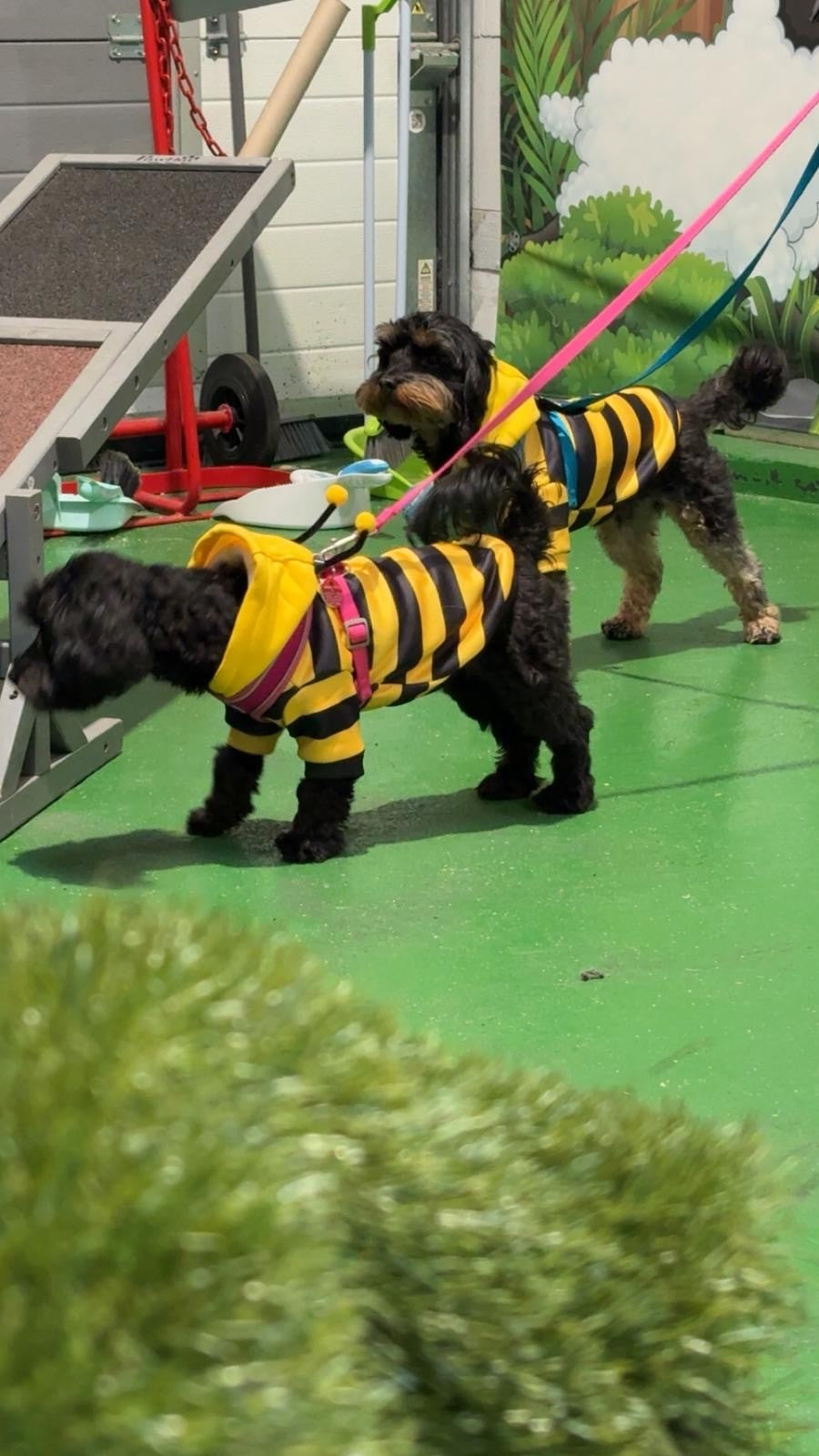 Spooktacular Howloween Party at Woof n Tumble - Sunday 1st November