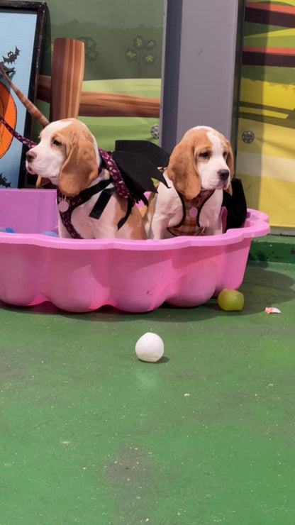 Spooktacular Howloween Party at Woof n Tumble - Sunday 1st November