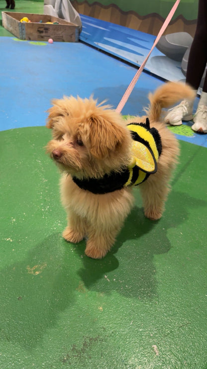 Spooktacular Howloween Party at Woof n Tumble - Sunday 1st November