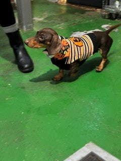 Spooktacular Howloween Party at Woof n Tumble - Sunday 1st November