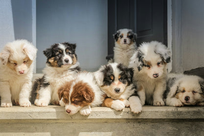 Book Puppy Training 5 Week Course