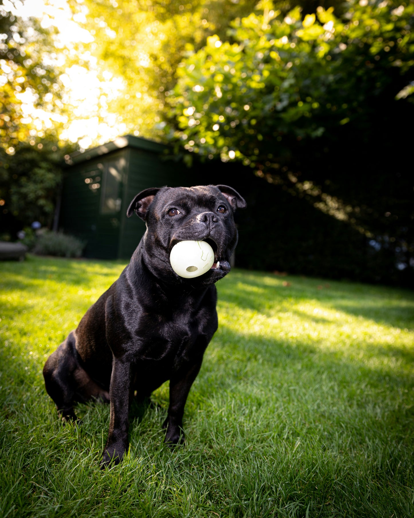 Adult Dog Training