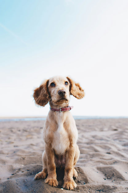 Book Junior Puppy Training