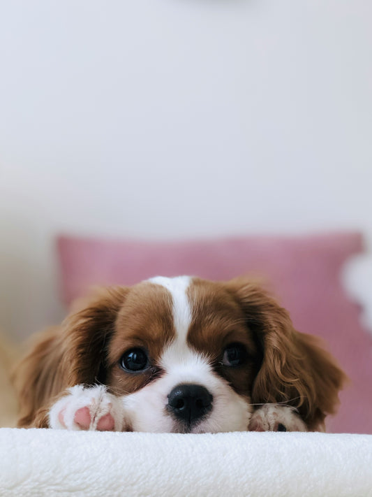 Puppy Confidence Class